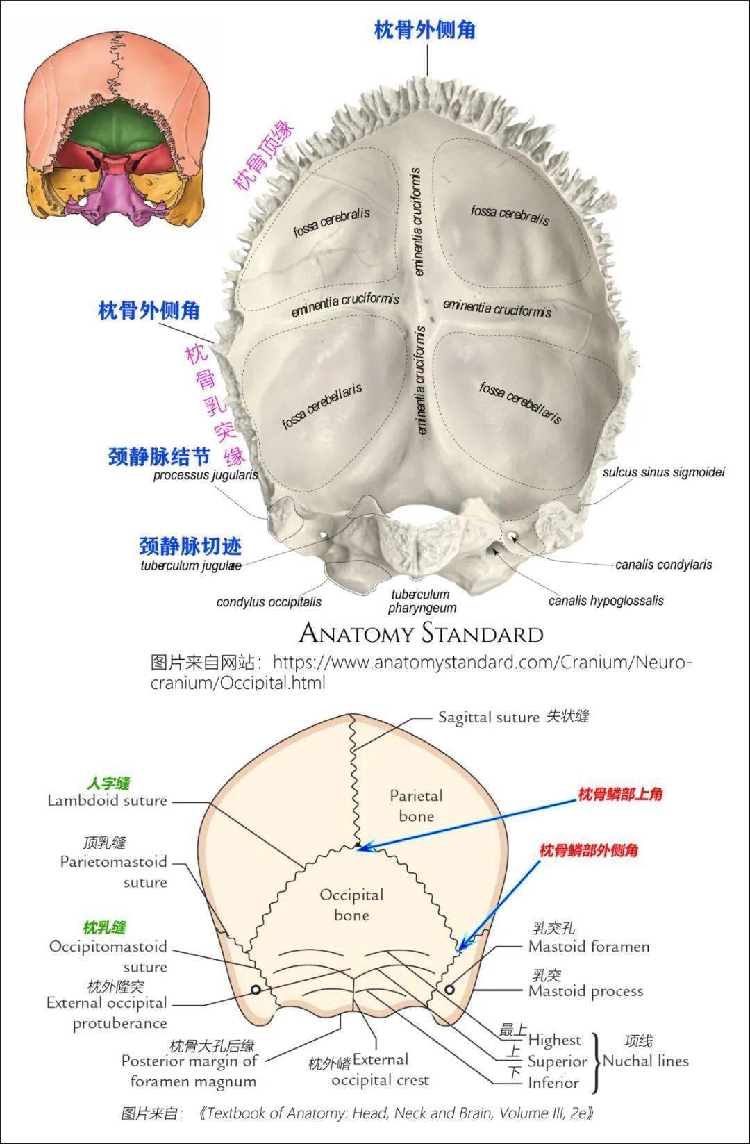 颌面部各骨骼结构图解_bone_of_颅骨