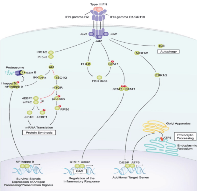 双重身份IFN-γ,免疫系统里照样精彩_相关_诱导_细胞因子