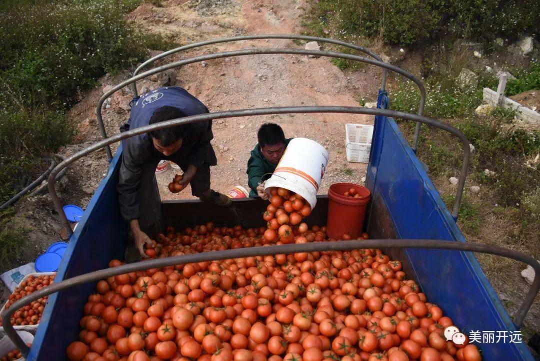 开远这个村的致富密码是