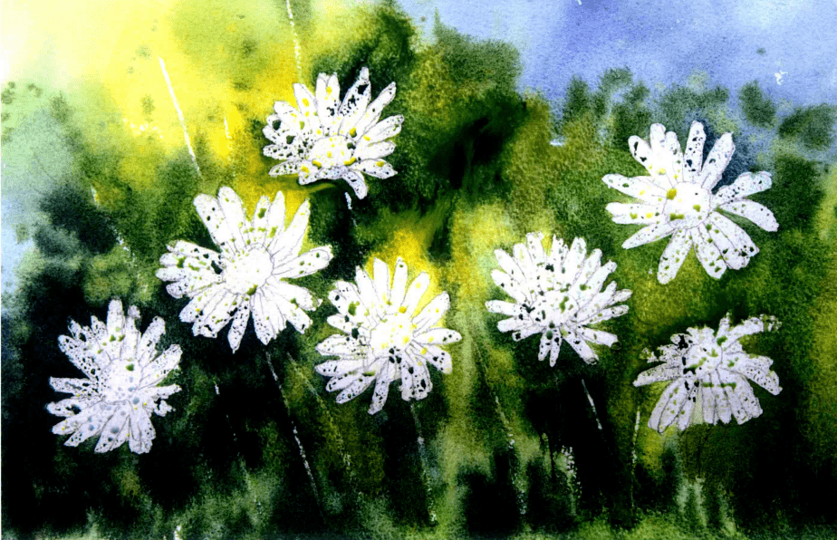 水彩画练手|山菊花_颜色_背景_花瓣