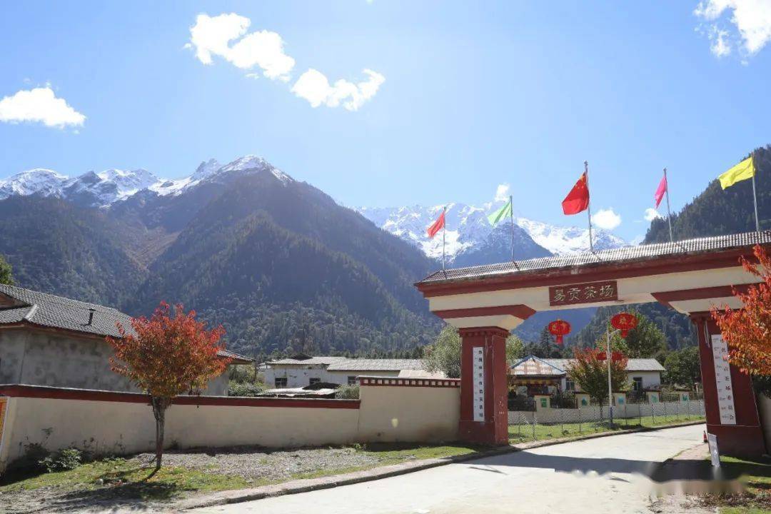 《西藏易贡茶厂志》:走进青藏高原第一块茶田,世界海拔最高的茶园