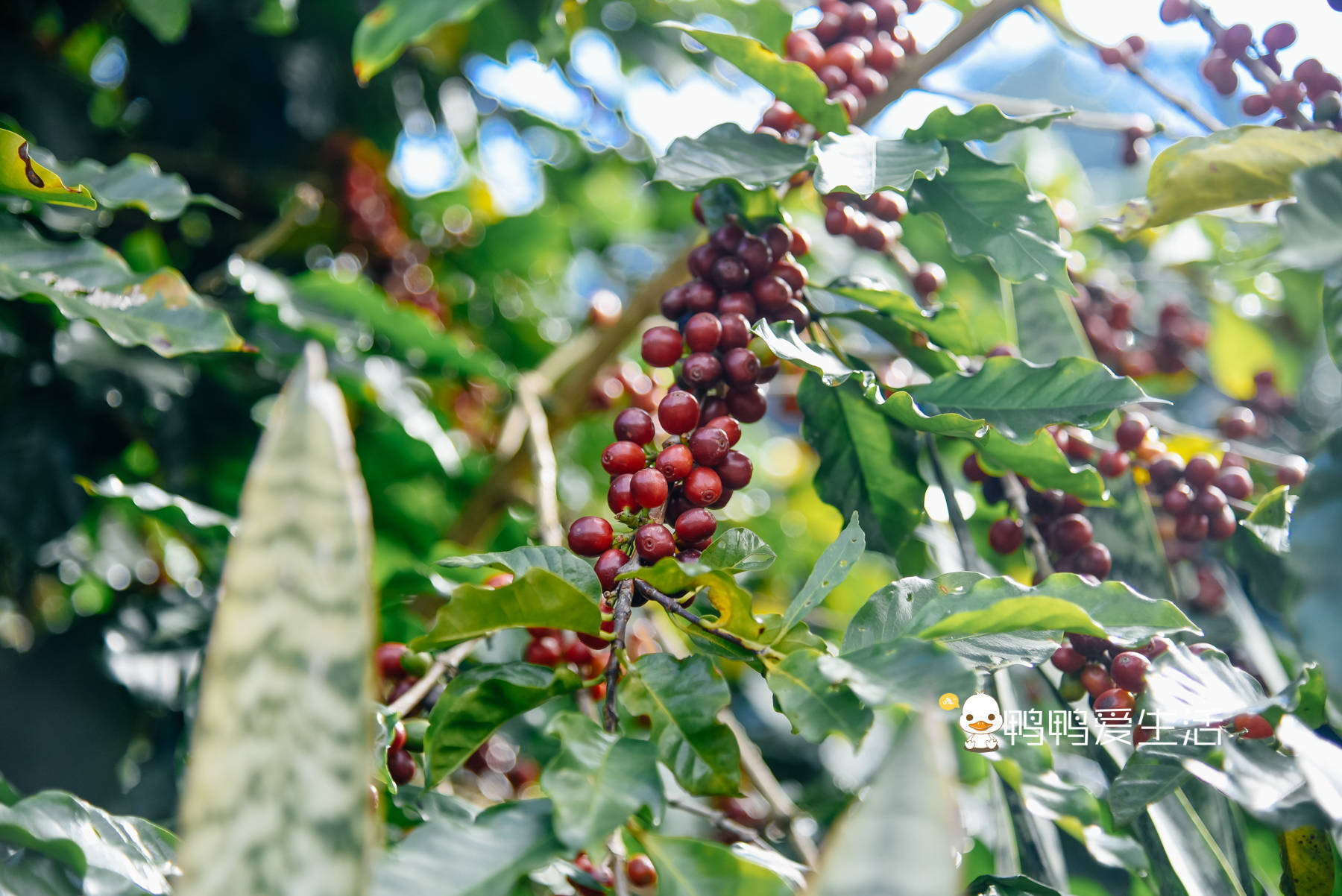 普洱不仅产茶还有咖啡,藏在山坳里的咖啡庄园,成为网红打卡地!