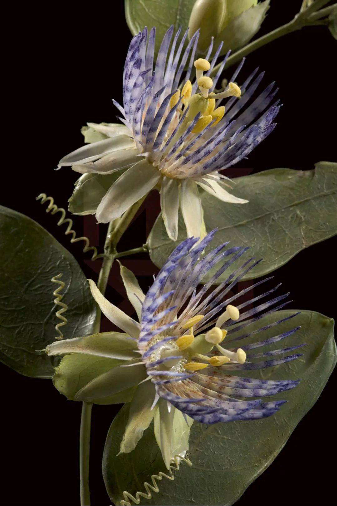 蜜植|植物相册:哈佛布拉斯卡玻璃植物标本,失传的玻璃花艺术