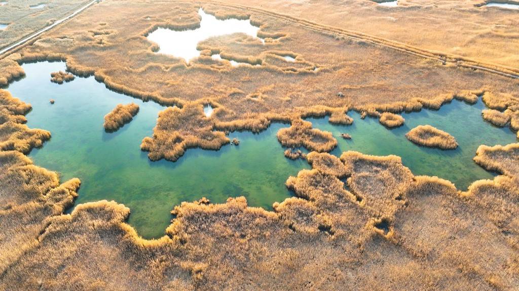 初冬时节 新疆博斯腾湖湿地芦苇摇曳景色美_博湖县_县境_湖水