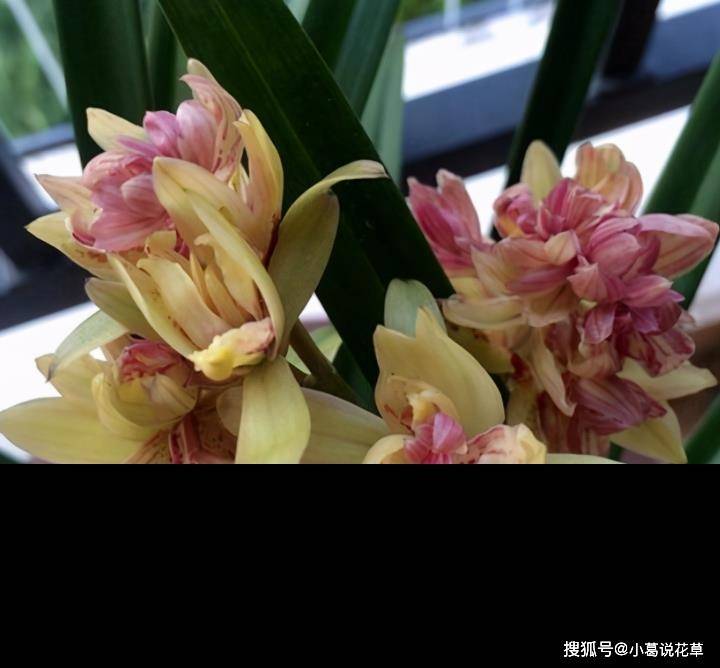 四季兰香花之王“富山奇蝶”，花型饱满，花中有花，观赏价值颇高_手机搜狐网