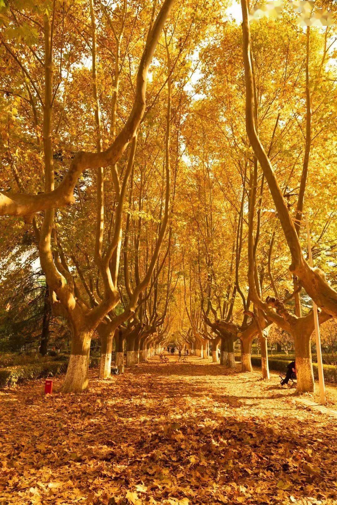 高校叫板"最美梧桐"?网友:看到这波操作前,我是不服的_落叶_金色_长春