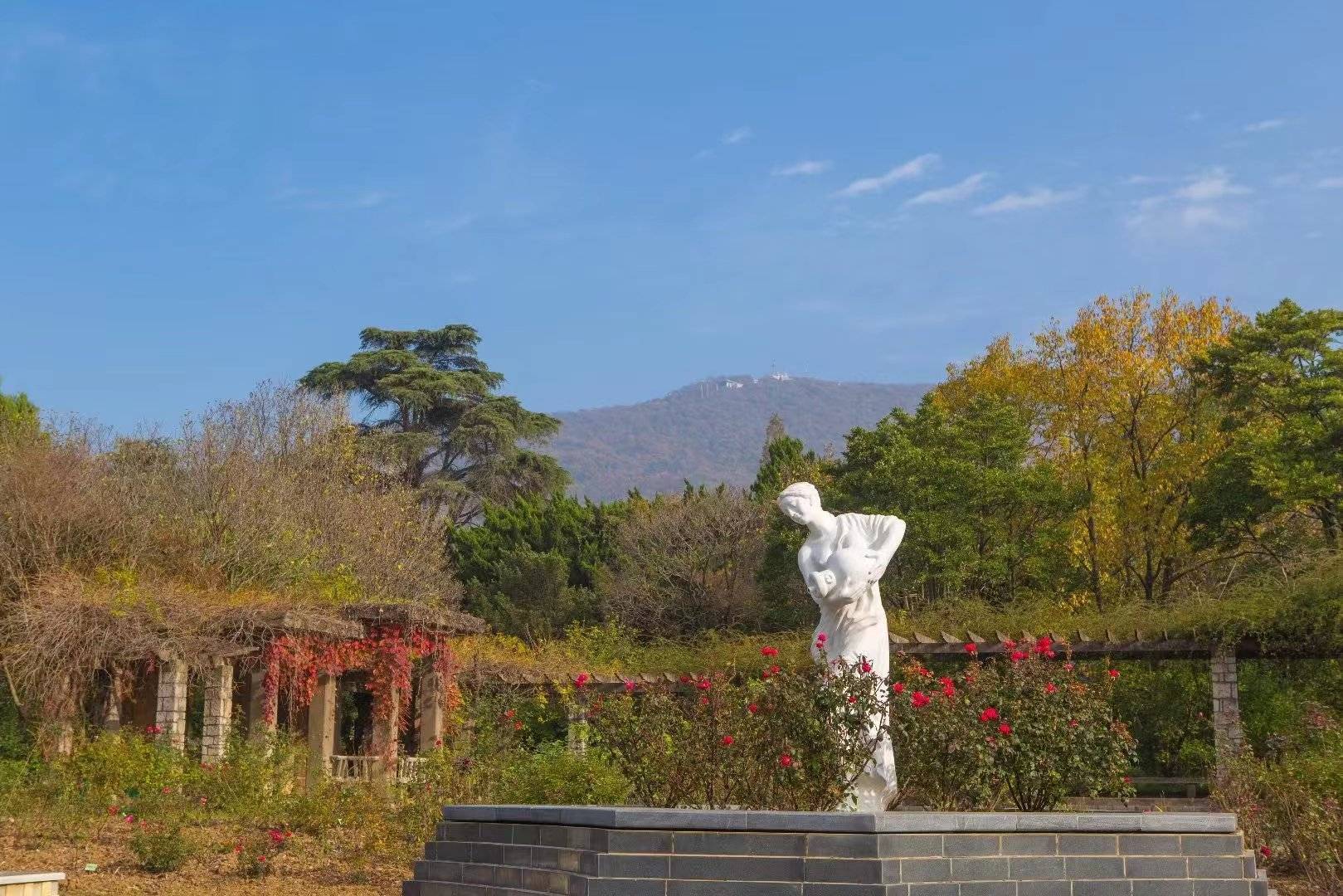 中山植物园北园,惊艳了时光,感受秋末冬初的民国风情!_银杏_红叶_爱情