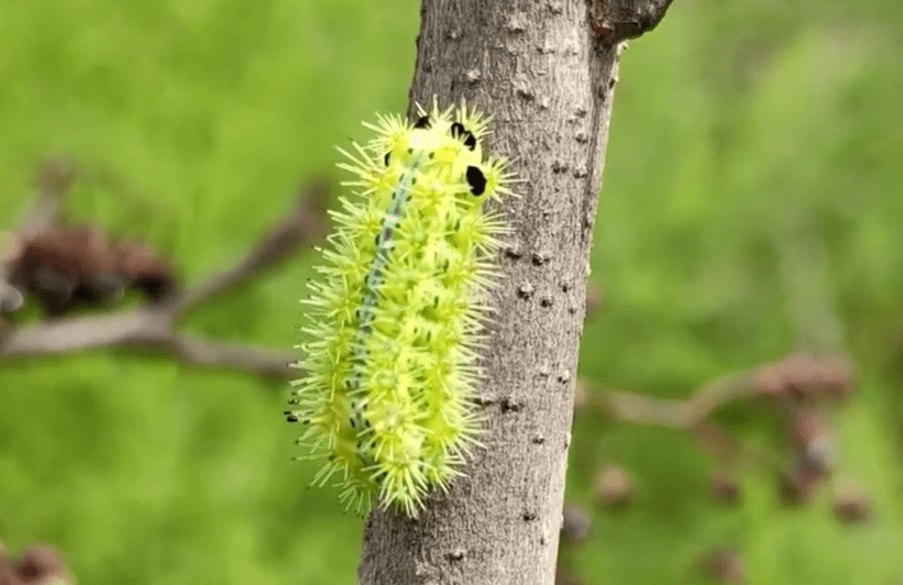 植物洋辣子图片图片