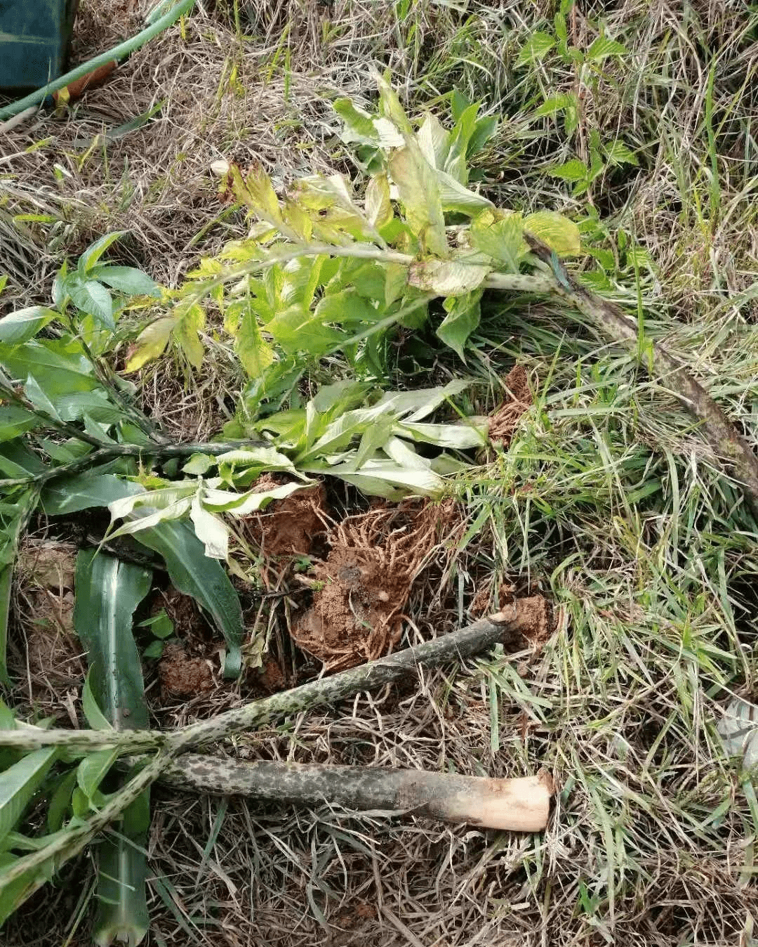 魔芋得了软腐病怎么办?_种植_病害_控制