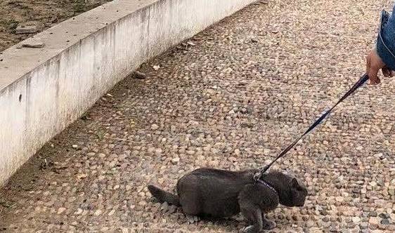 主人带猫咪出去逛街,半个小时后被人围观,回头一看狂笑不止 主人带猫咪出去逛街,半个小时后被人围观,回头一看狂笑不止