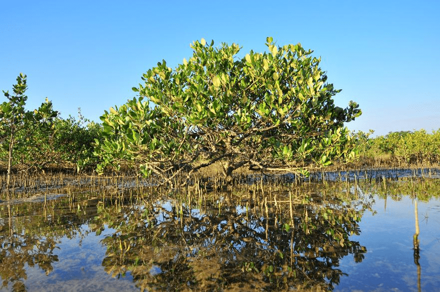 "海岸卫士""海洋绿肺"--红树林_吴志鹤_生物_自然保护区