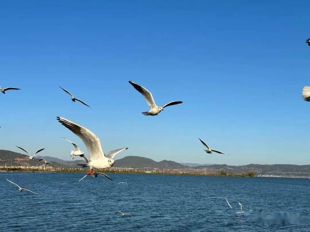 通海杞麓湖海鸥图片