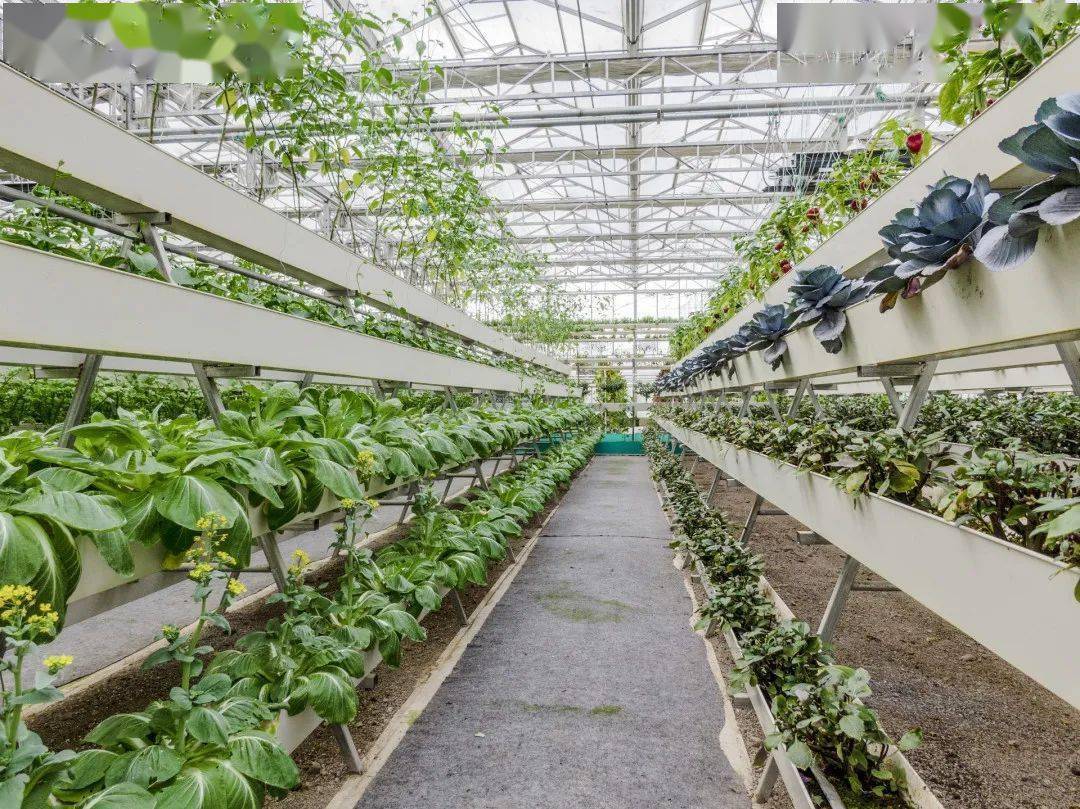 聚焦| 荷兰公司成功培育室内无土栽培小麦!_infarm_农业_种植