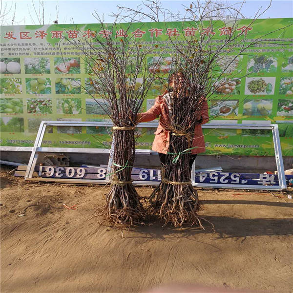 全面细致介绍香妃苹果苗的品种特点 矮化m9t337砧木香妃苹果苗价格