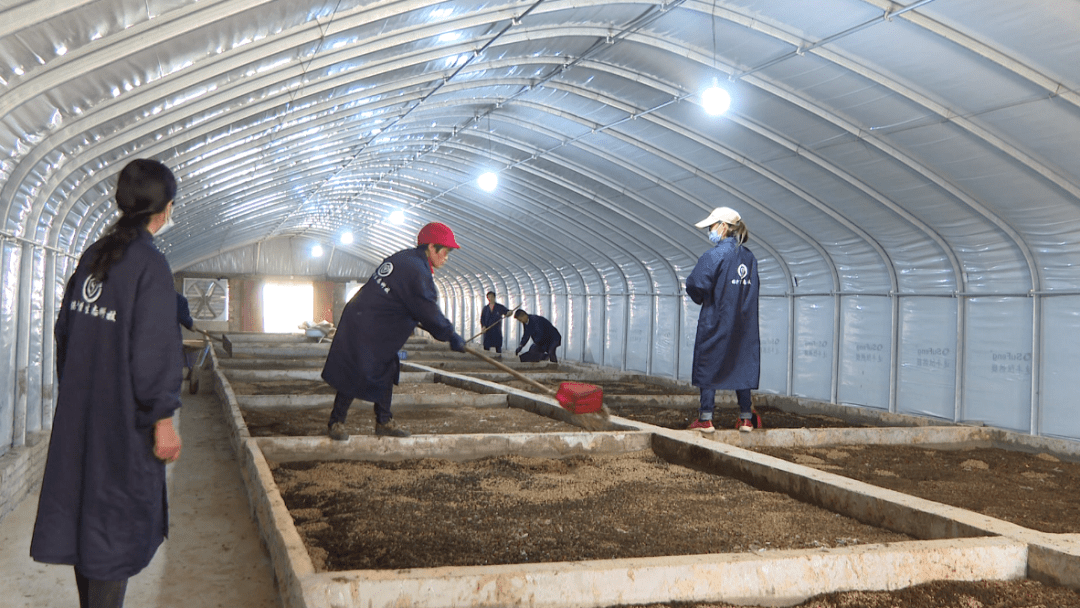 大学生返乡创业 黑水虻探出致富路_余宏伟_养殖_昆虫