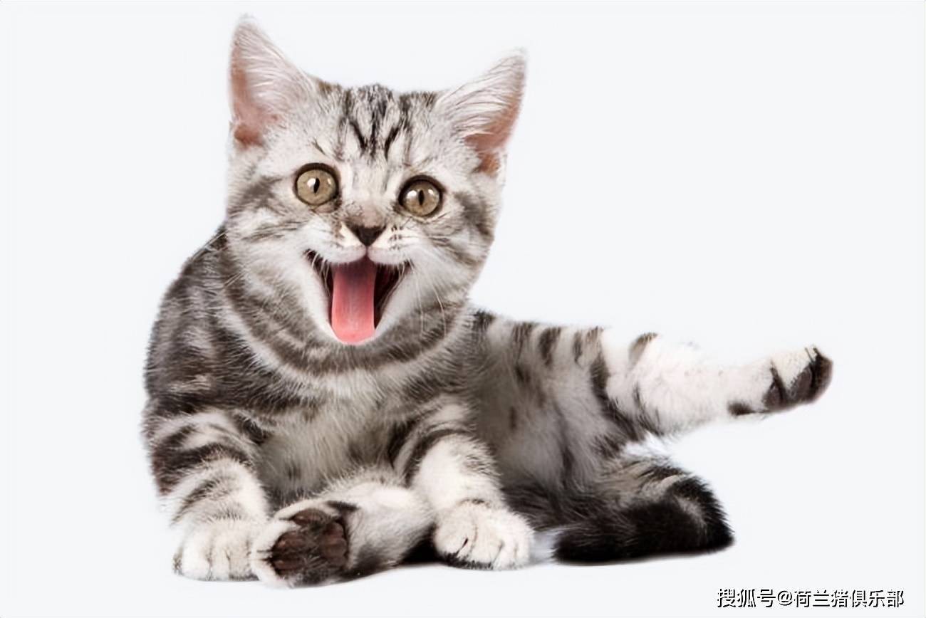 猫咪每天睡眠时间多久才算正常？_搜狐网