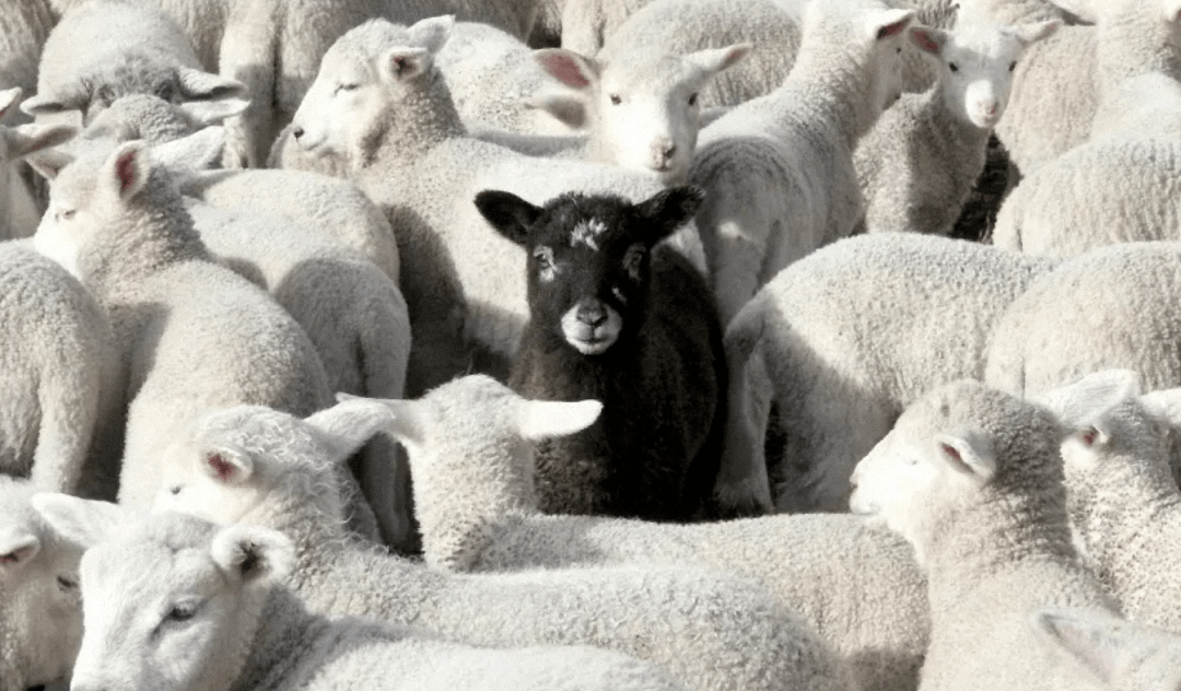 鹤壁16岁女生被霸凌:面对持刀的屠夫,「无助的黑羊」该怎么办?