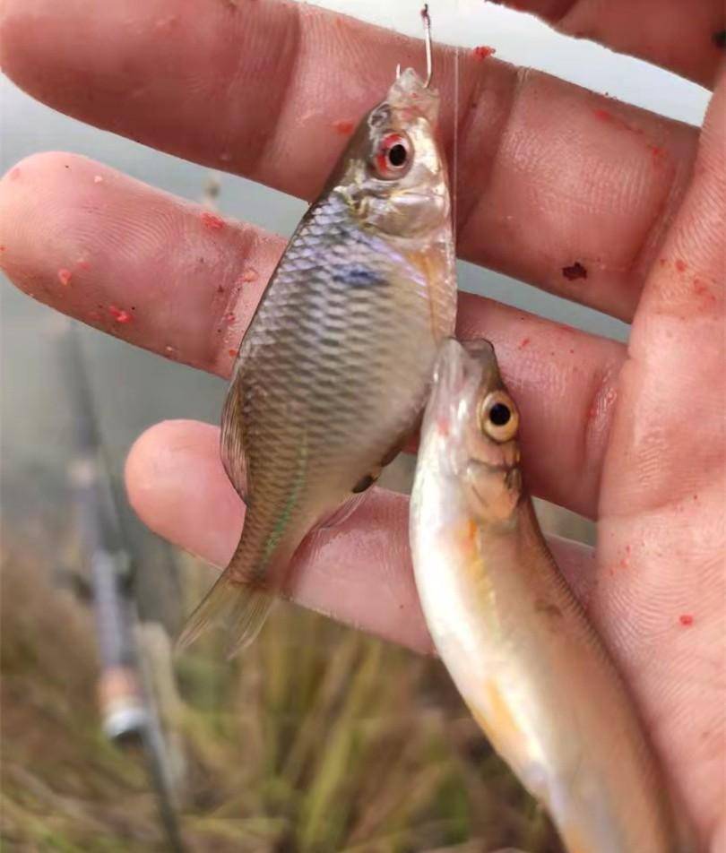 野河沟拉饵钓鱼,狂拽398条小杂鱼,这是钓鱼人的下酒好菜_鱼竿_鲫鱼