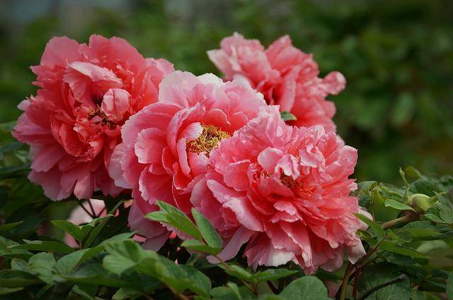 中国各城市市花,都在这里了,看看你所在的城市是什么花吧!