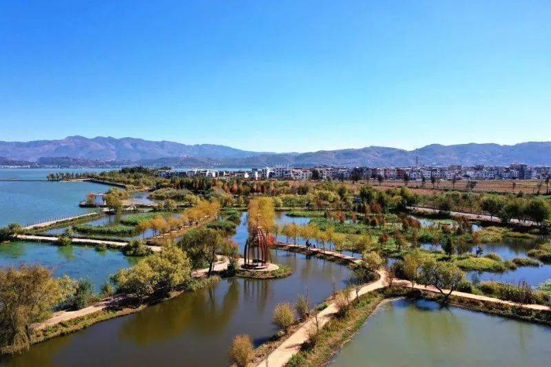 玉溪江川:色彩斑斓中山杉 星云湖畔醉人心_冬日_湿地_生态