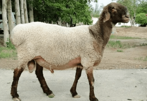 世界上四大最贵的羊