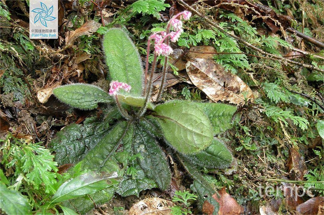 盆栽佳品莲座紫金牛_植物_柔毛_资源