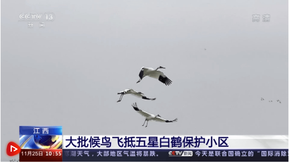 大批候鸟飞抵江西鄱阳湖 当地不断加强湿地环境保护和修复_白鹤_天鹅_五星