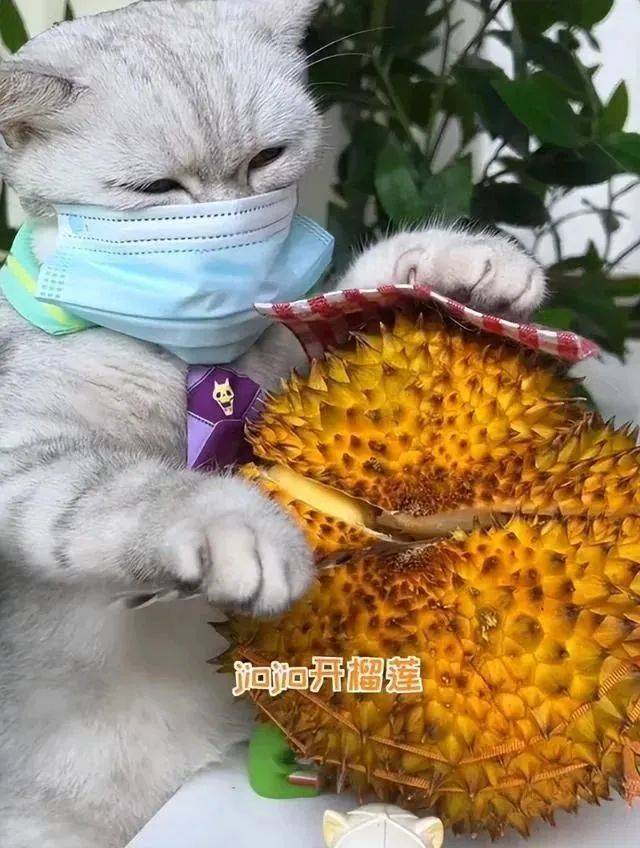 小猫起名字寓意好_小猫起名字大全可爱_给小猫起名字