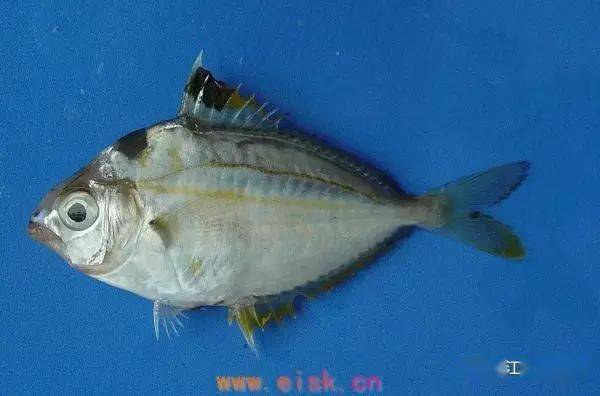 常见海鱼品种(四)_北海_军曹_海域