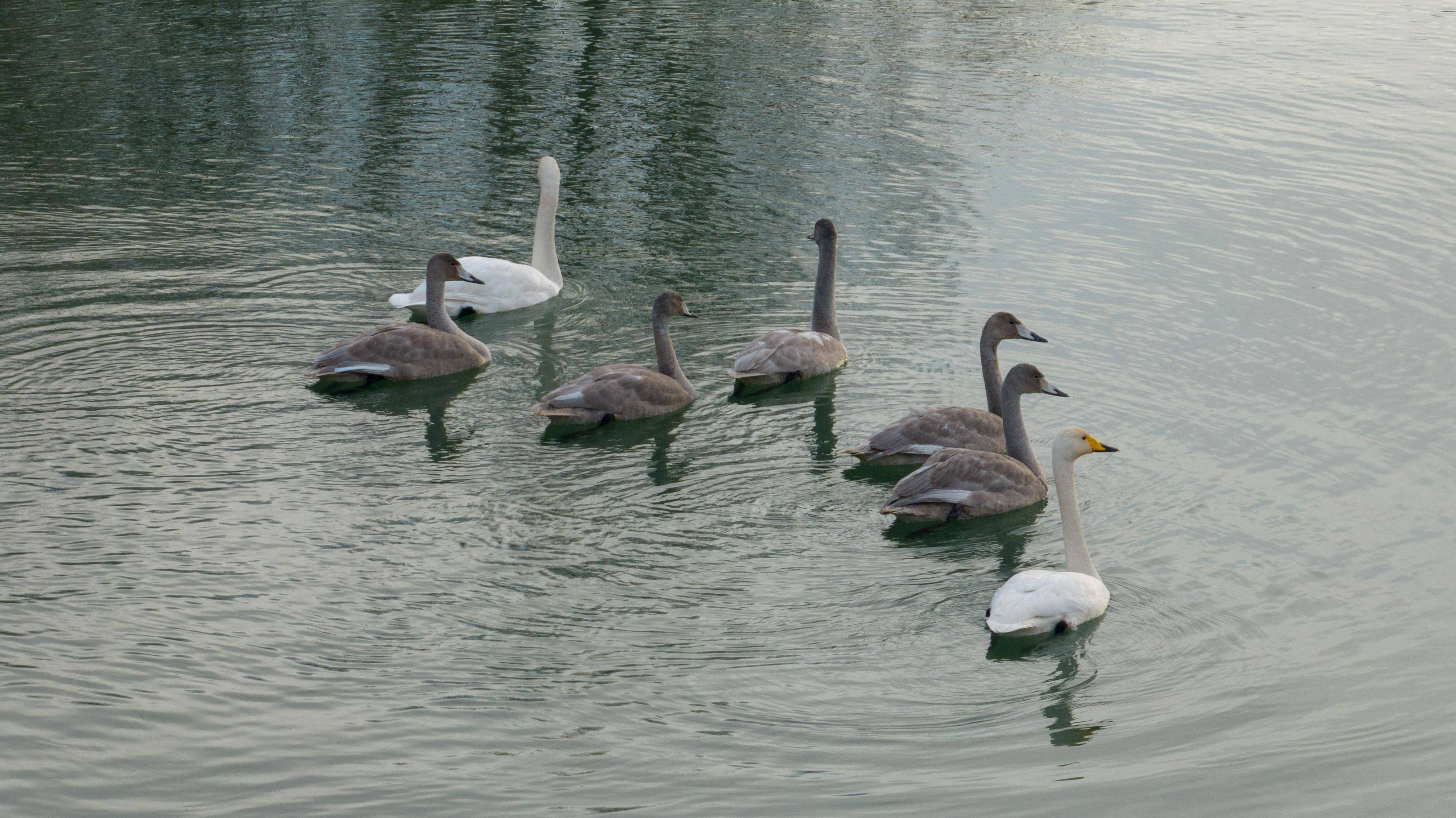 河湖治理见成效 7只野生天鹅"落户"和什力克乡_乡村_村民_河道