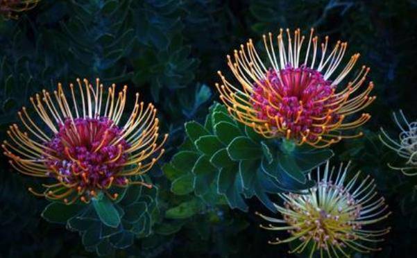 象征_南非_中国