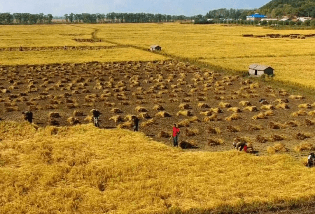 稻花香香七号水稻简介图片