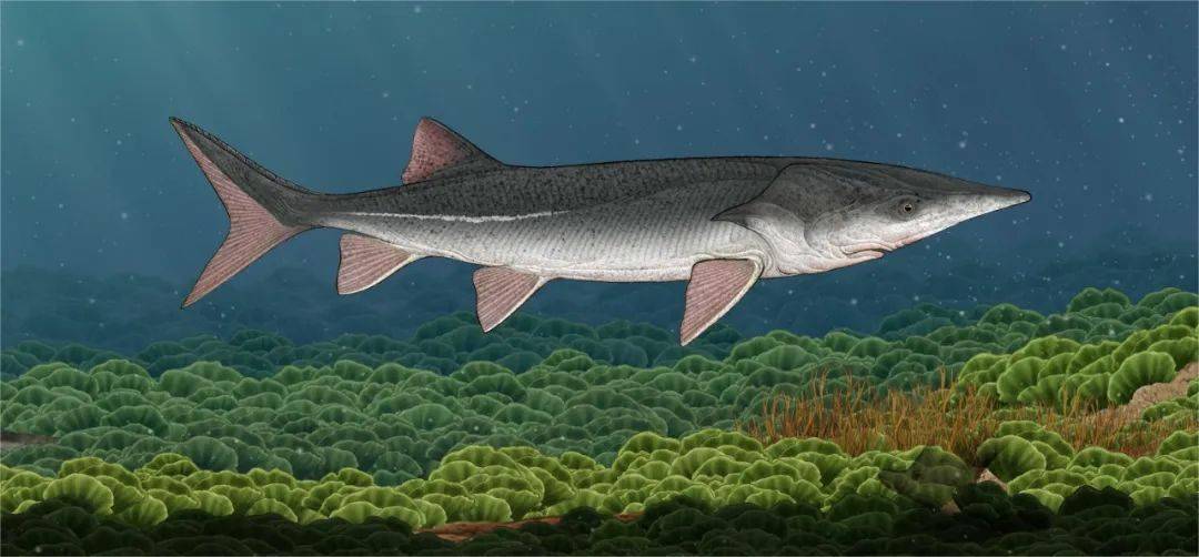 刘氏原白鲟科学复原图02马氏燕鸟马氏燕鸟是发现于辽宁省朝阳市一种
