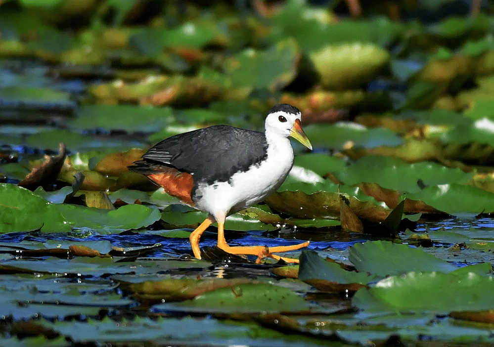 【都安】家中飞进野生保护动物 热心民警将其护送"回家"_白面_进行