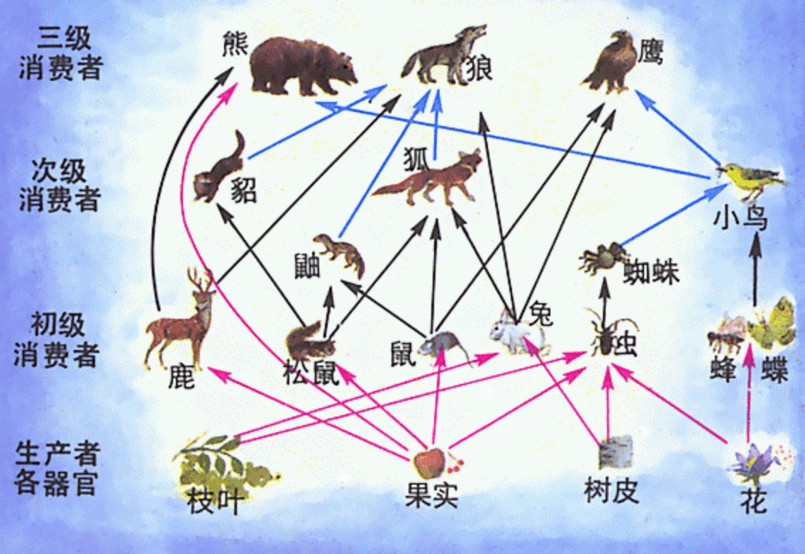 非洲红河猪泛滥成灾,繁殖力很强,是时候把它引进我国了吗?