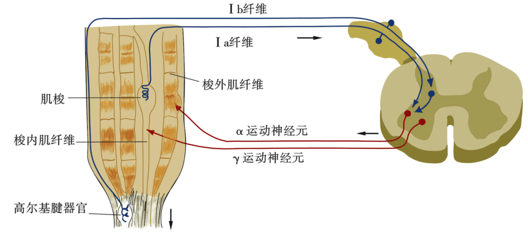 周圍神經系統的感覺,運動神經_感受器_信息_反射