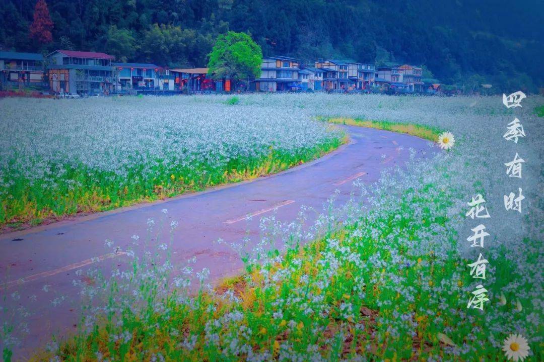 醉美双江,怎能让你红颜如霜_花海_沿村_游人