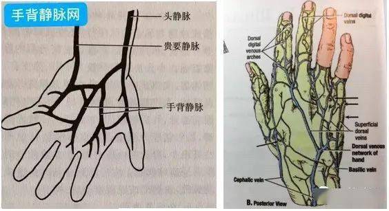 手背靜脈網:手背靜脈網是上肢淺靜脈的一部分,位於皮下,與深靜脈之間