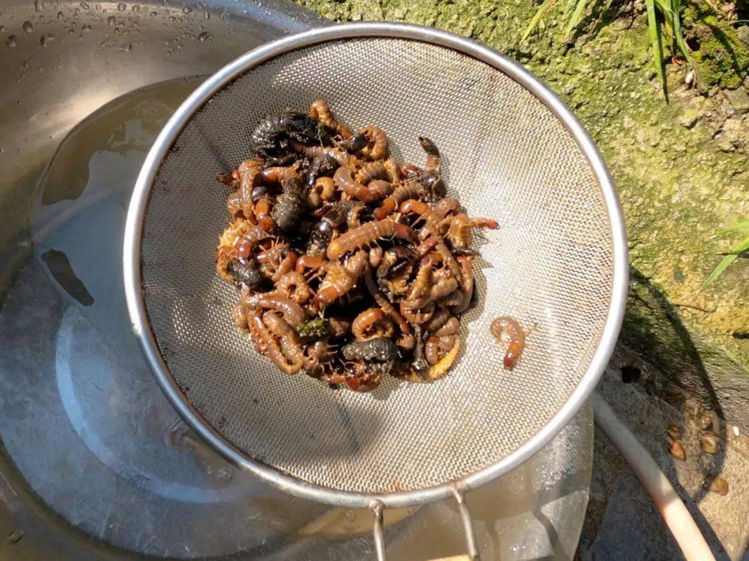 爬沙虫能养殖吗?