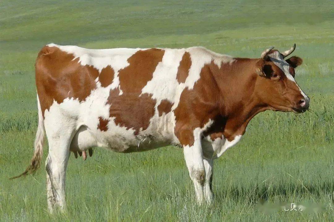 三河牛北纬48°黄金奶源带上的呼伦贝尔大草原,是世界公认的优质奶