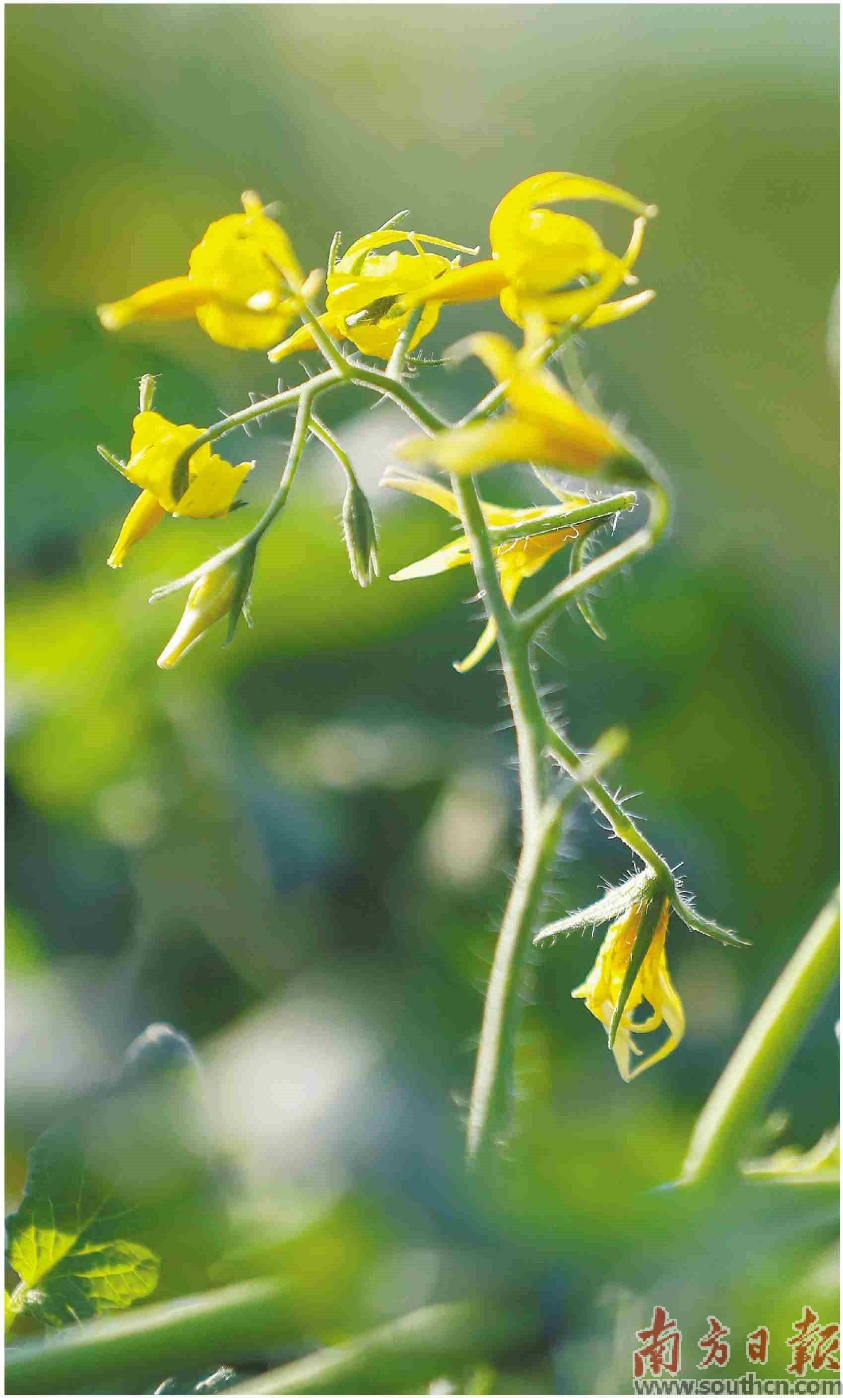 果花浓香飘远方_圣女果_界炮镇_种植