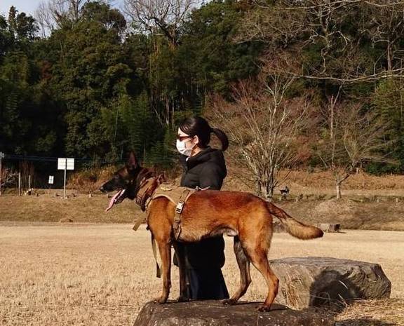 难怪这么多人喜欢它们_牧羊犬_马狗_能力