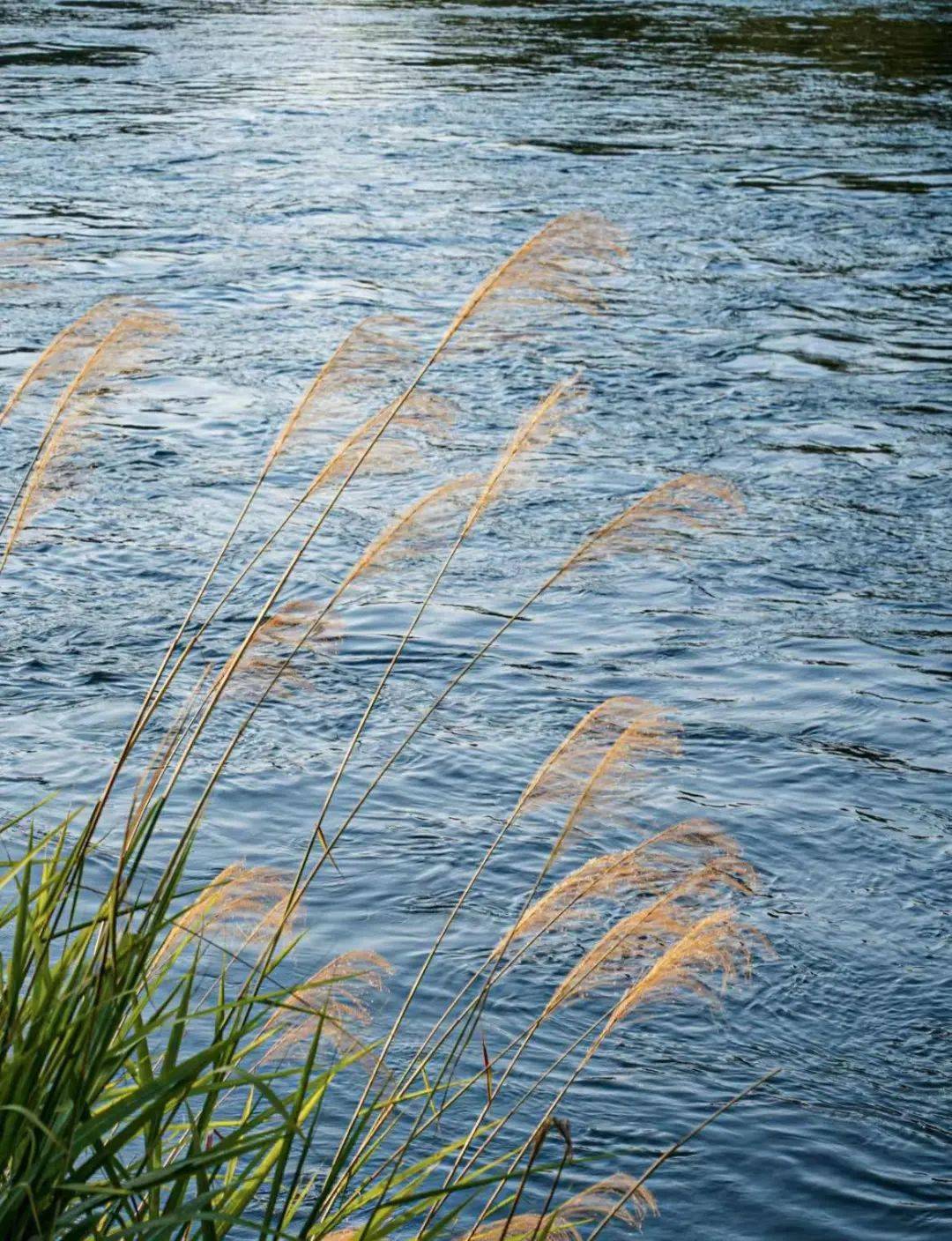 月份的特色而且也是这个月份的标志所以十一月称之为葭月冬日暖阳倾洒