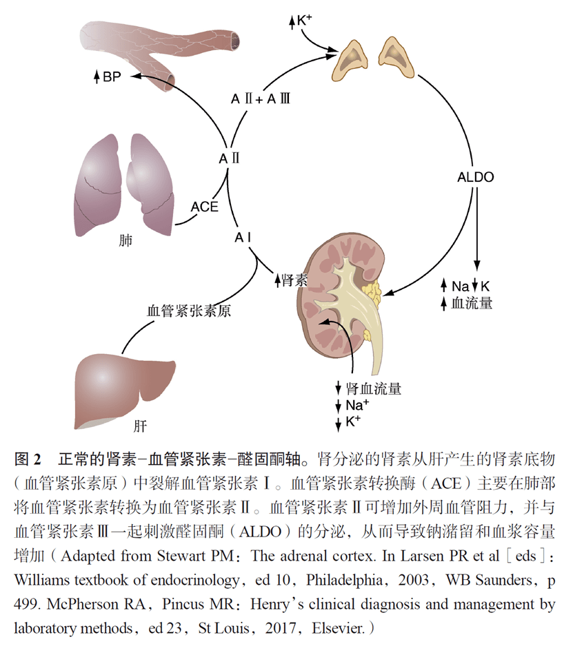 醛固酮升高:見於原發性醛固酮增多症(如腎上腺皮質腺瘤或癌),腎血流