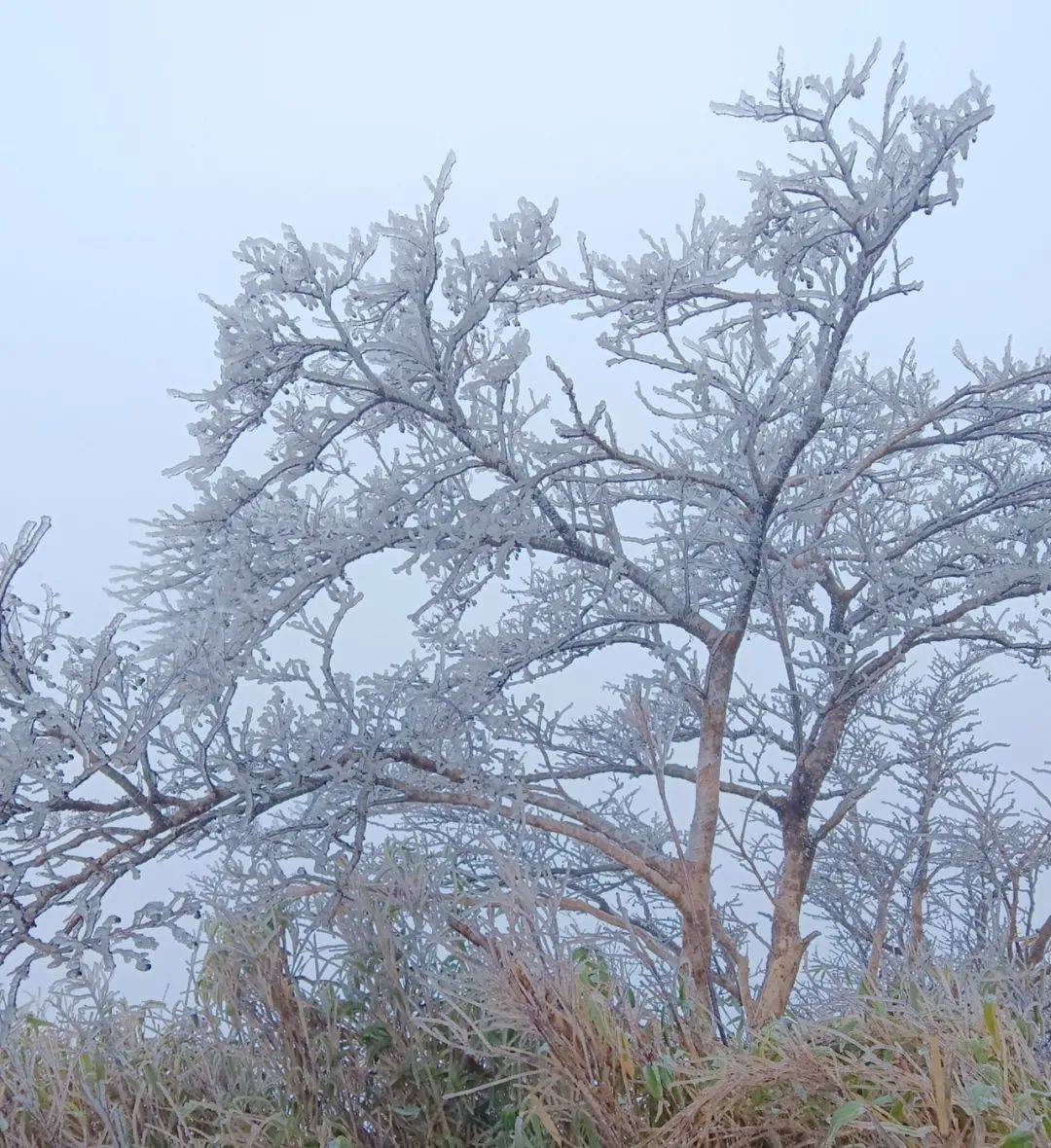 长沙发布大风蓝色预警!今年冬天会特别冷吗?_湖南_气温_寒潮