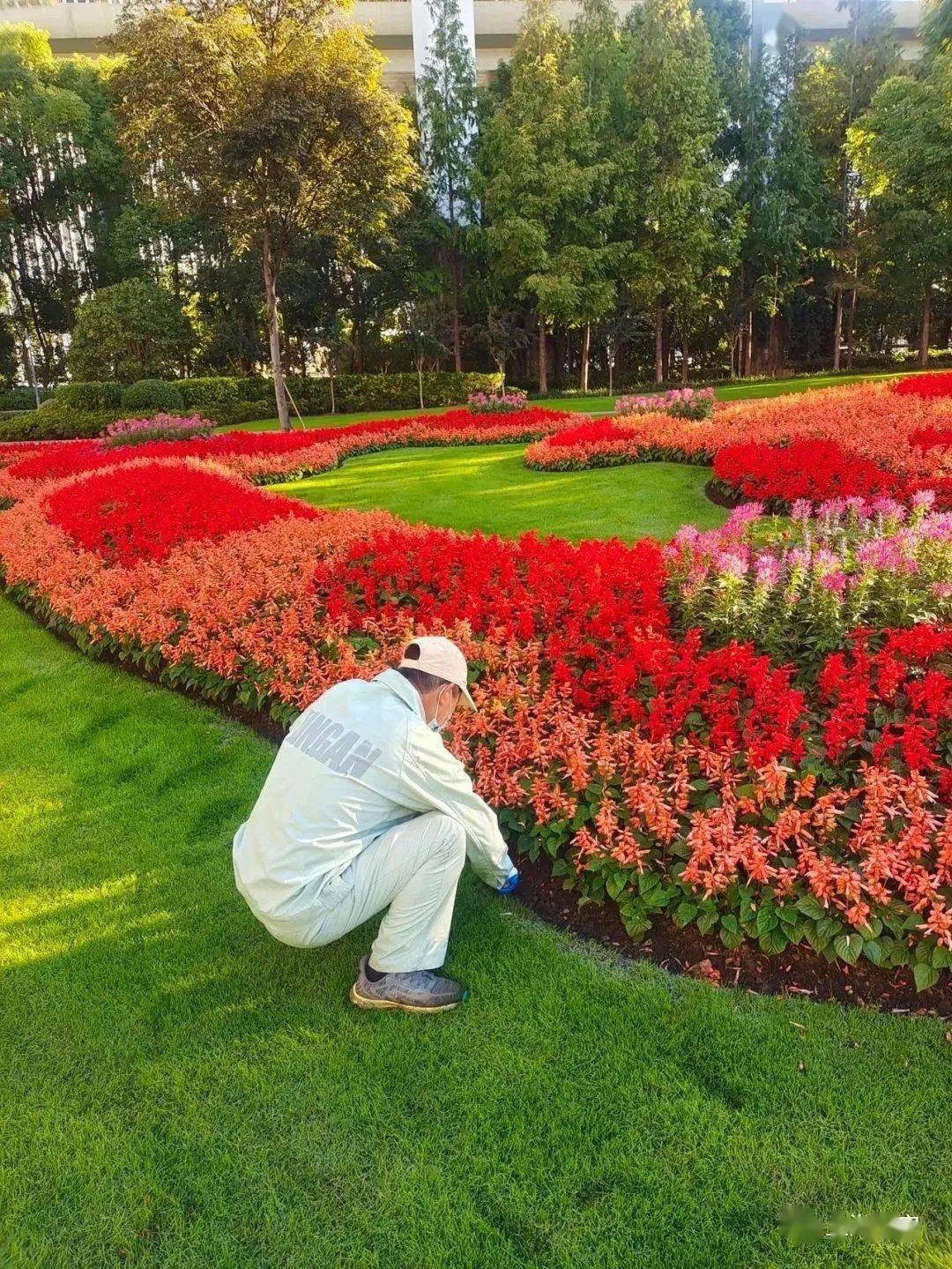 锦上添彩"花坛据介绍,"连珠合璧,锦上添彩"的设计灵感从中华传统文化