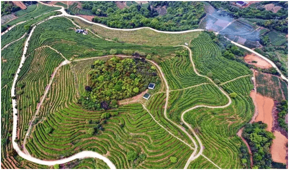 一杯好茶走进千家万户”——福建省裕荣香茶业有限公司_手机搜狐网