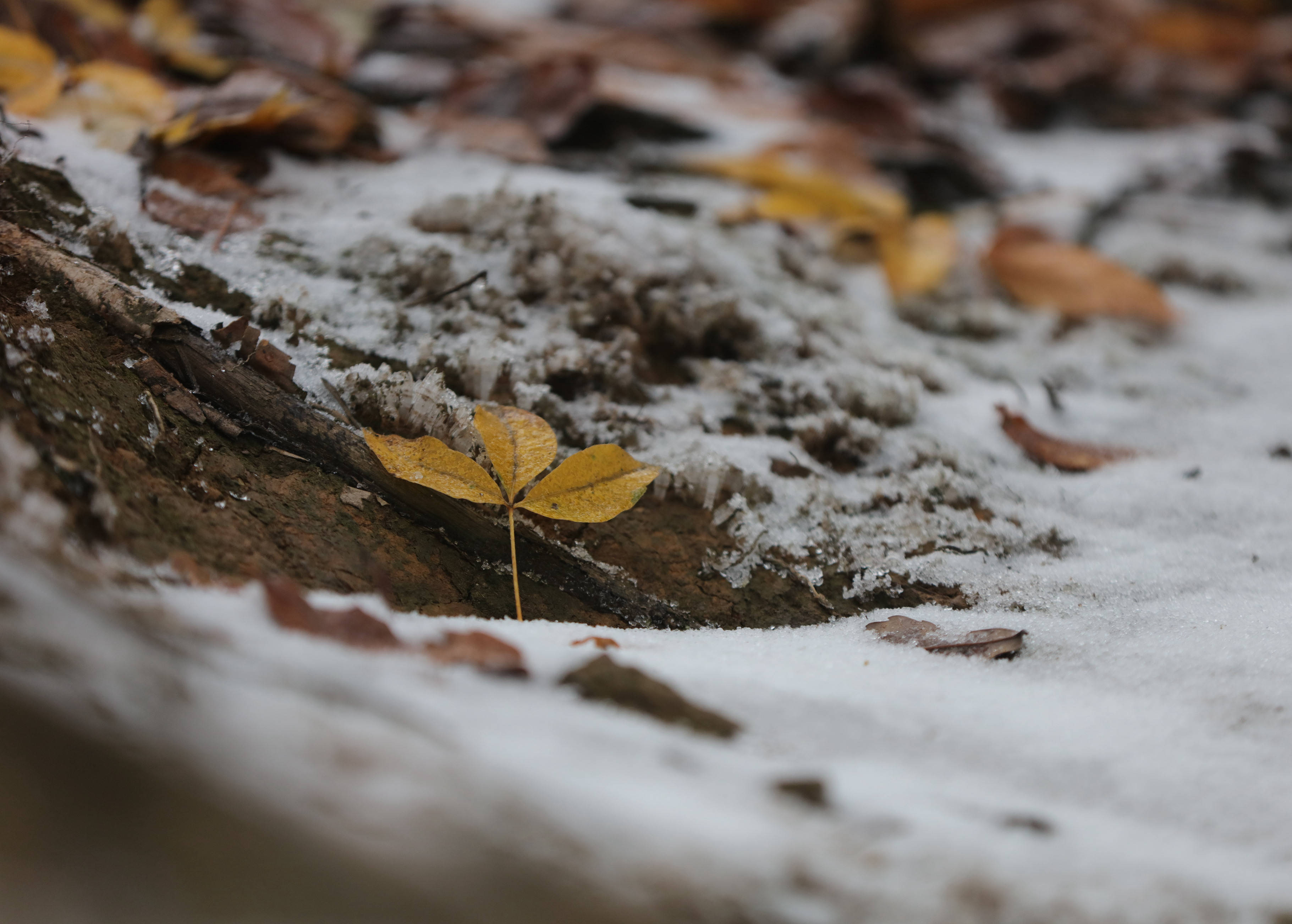 银粟风中飘,行步玉沙声 武陵源景区迎来今冬首场降雪_吴勇兵_张家界