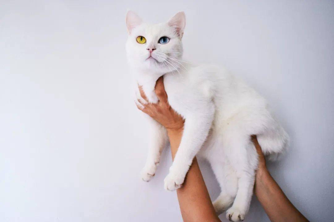 "折耳"亦"折心"_猫狗_折磨_主人