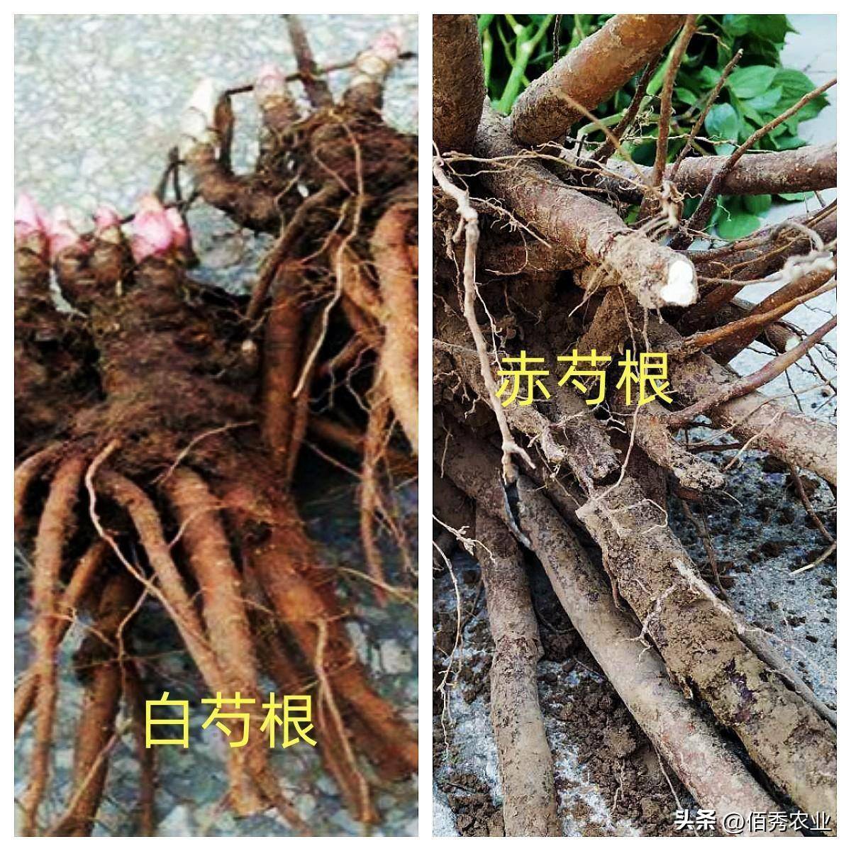 中药材芍药涨价,农民分不清白芍和赤芍,盲目种植会影响效益吗_种苗
